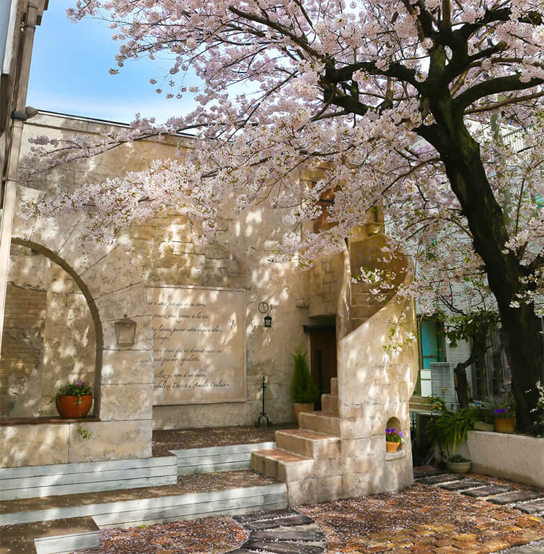 シンボルツリーの桜の写真